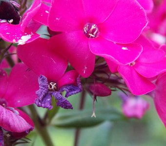 Розовые, нежные цветы в саду