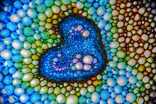 Бионика в деле: как природа опередила инженеров