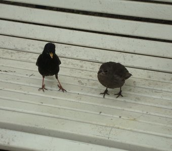 Таинственные птицы