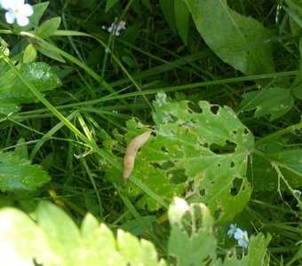 У гусенички обед.