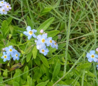 "Анютины глазки"