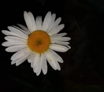 Изумительна в ночи