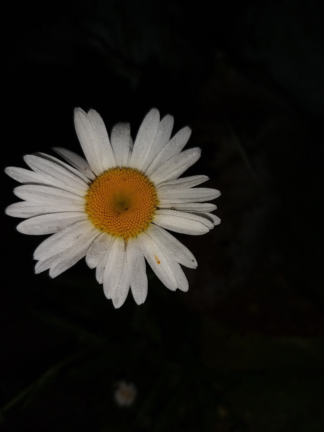 Изумительна в ночи