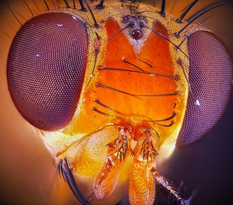 Дрозофила-великая муха науки