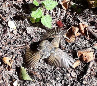 Маскировка варакушки