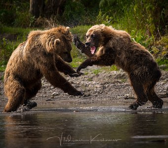 Медвежьи разборки