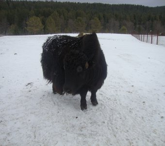 Зимние деньки яка