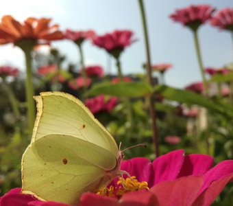 Сбор пыльцы бабочкой