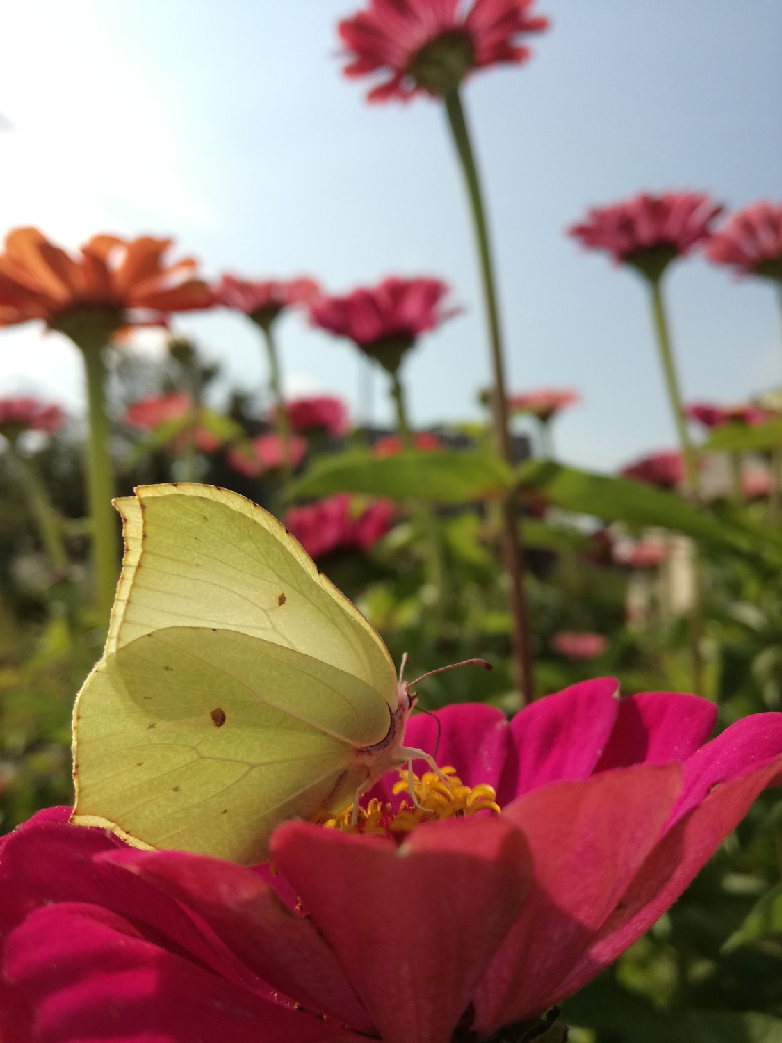 Сбор пыльцы