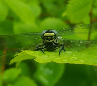 Дозорщик-император