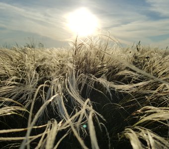 Седовласый ковыль