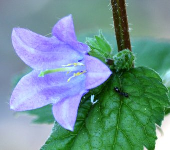 Муравьишка домой спешит