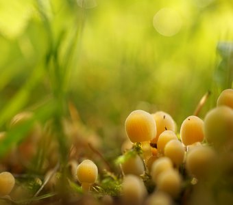 Нам нужен грибной дождь!