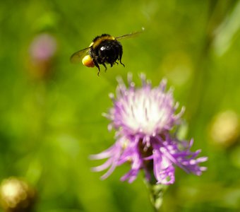 Шмель с добычей