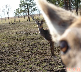 Благородные и пятнистые.