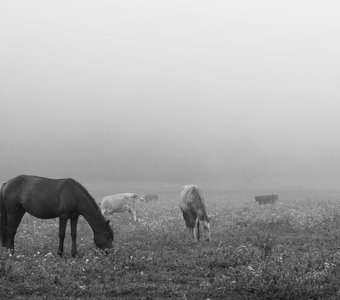 Кони в утреннем тумане.