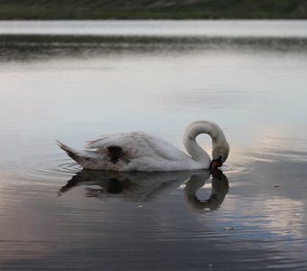 Поцелуй Лебедя