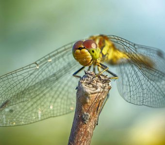 Воздушный разбойник