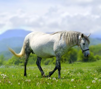 Лошадь на северном Кавказе