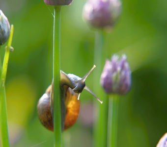 Улитка на луке