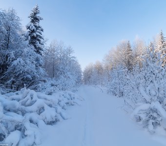 Сказочный зимний лес Томской области