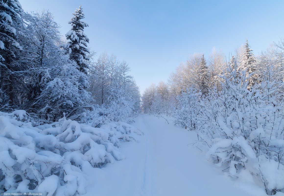 Природа Томской области зимой