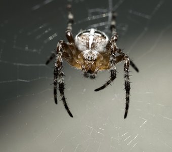 Cross Spider / Паук-Крестовик