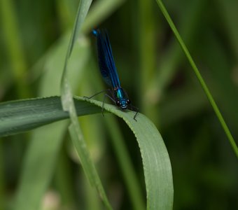 Деловая стрекоза