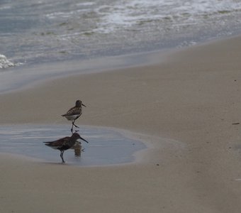 В активном поиске