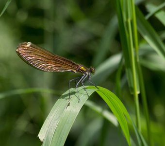 На травинке