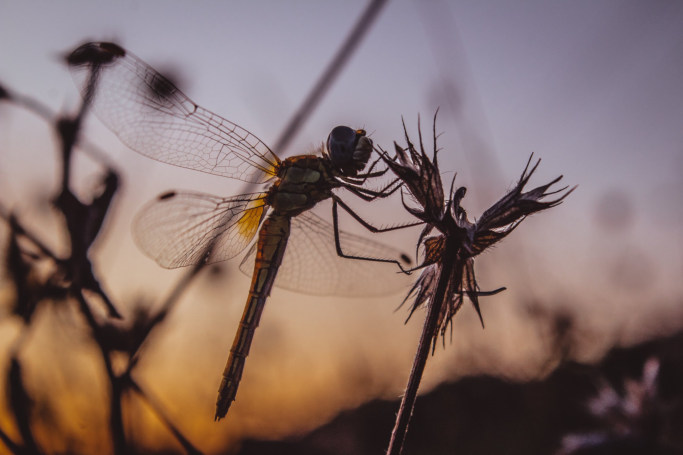 Вестник лета