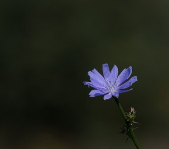 цикорий одинокий