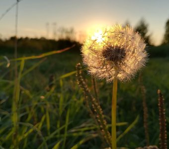 солнечный одуванчик