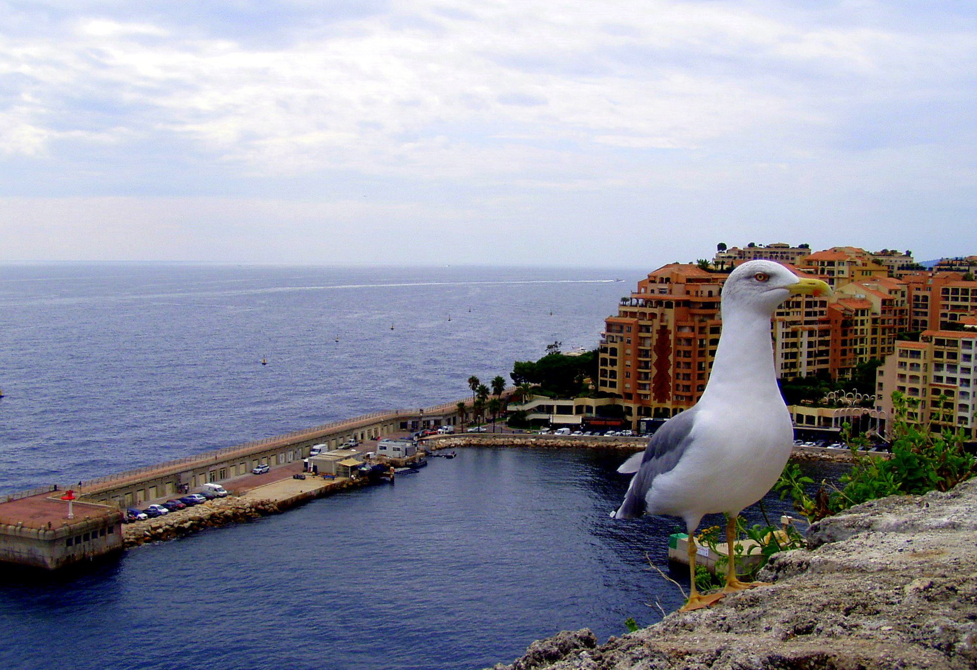 Чайка в Монако