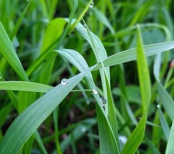 Утренняя роса