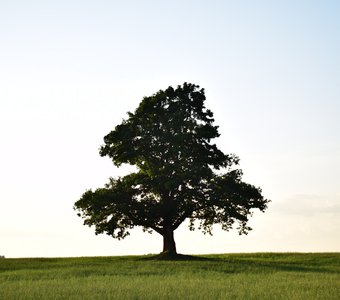 Одинокий дуб в поле на закате