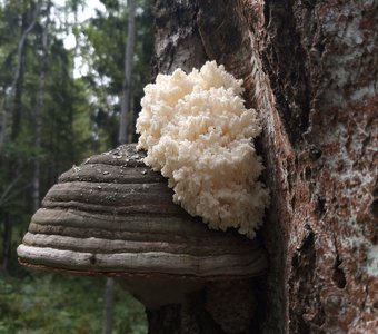 Лесное чудо - ежовик коралловидный