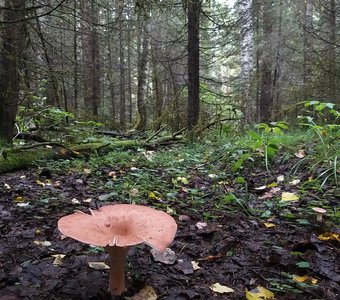 Лесная атмосфера