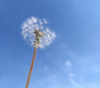 Пышный одуванчик на фоне ясного неба