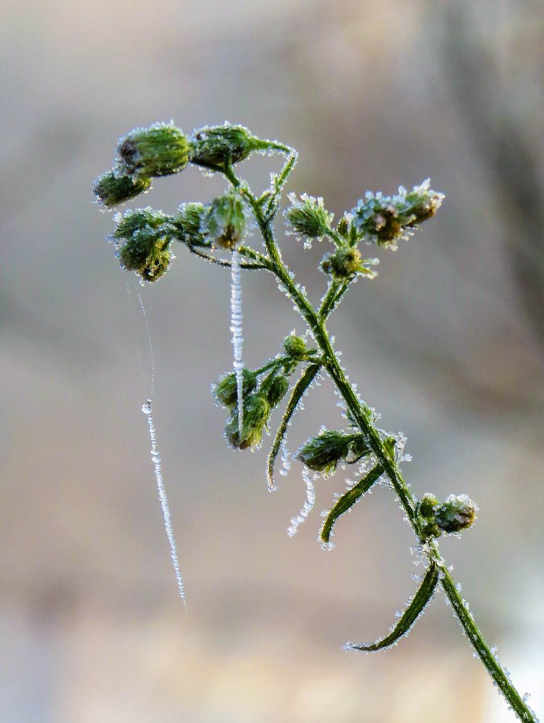 Ледяное царство