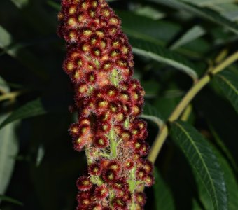 Сумеречный Сумах