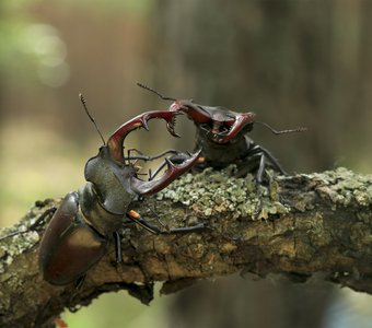 Летние битвы