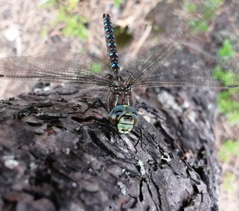 Главный крылатый ямальских болот