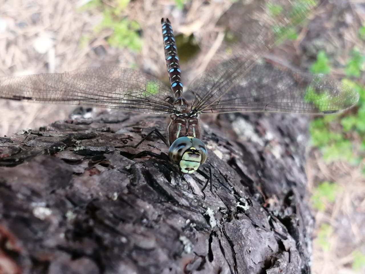 Главный крылатый ямальских болот