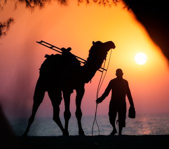 Прогулка с верблюдом