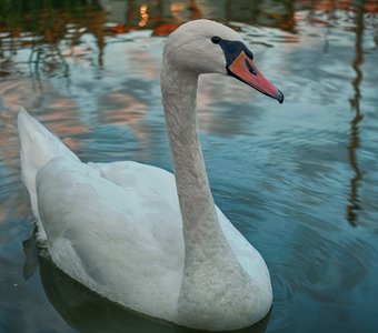 beauty swan