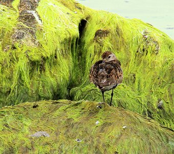 На хромакее я сама на себя не похожа...