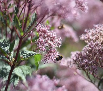 Красивые цветы