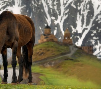 Конь у подножья горы казбеги