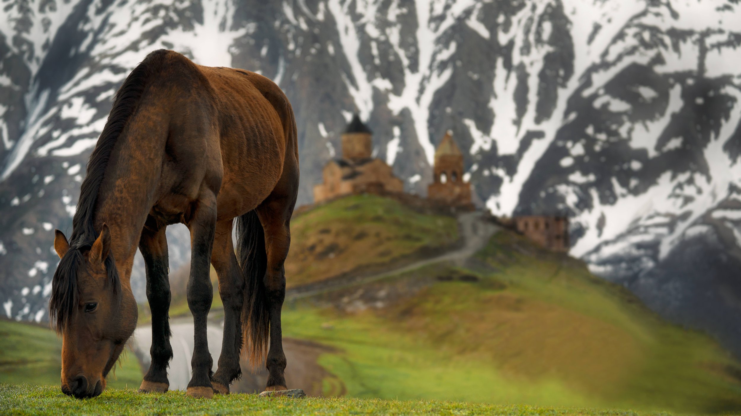 Конь у подножья горы казбеги